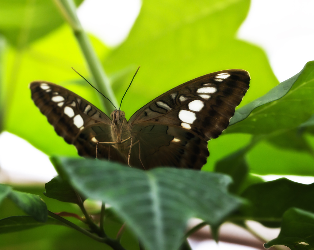 Sayn Bendorf 00405024